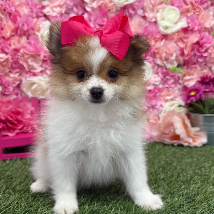 Female Pomeranian Puppy for Sale in Braintree, MA
