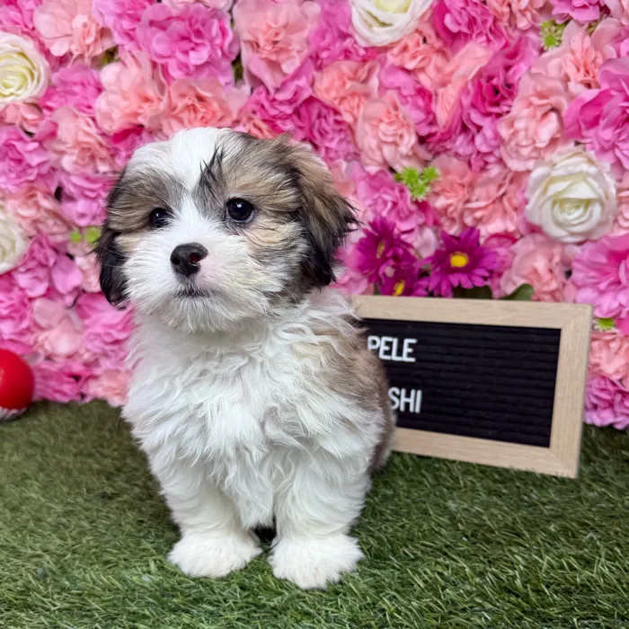Male Malshi puppy named Pablo for sale at Pet Express Braintree.