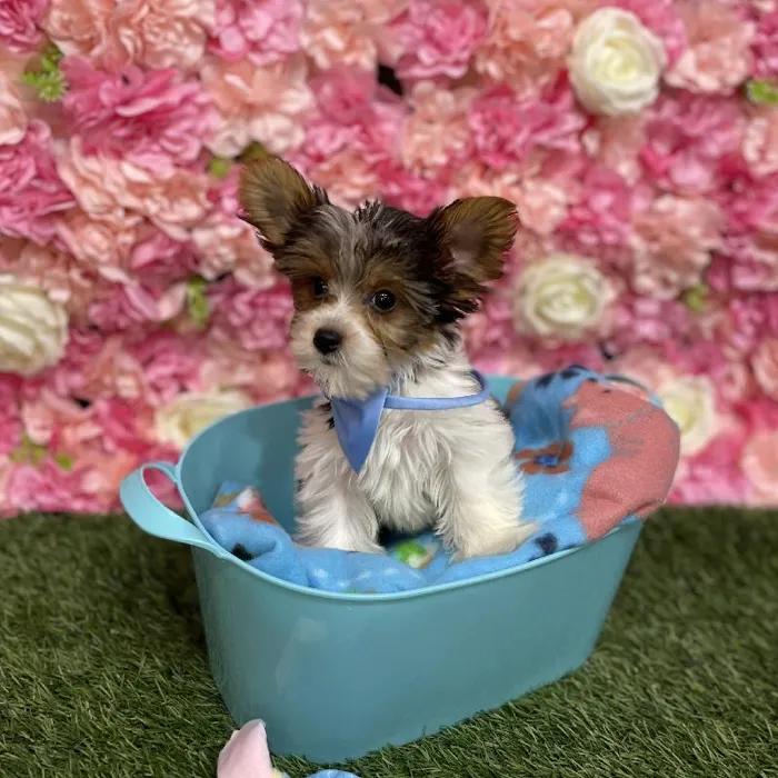 Male Yorkshire Terrier Puppy for Sale in Saugus, MA