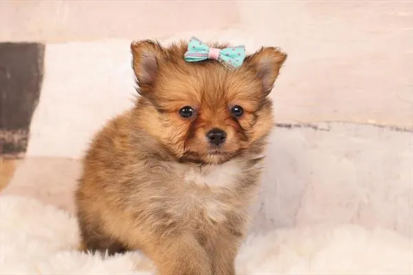Female Pomeranian puppy named Apple for sale at Pet Express Saugus.