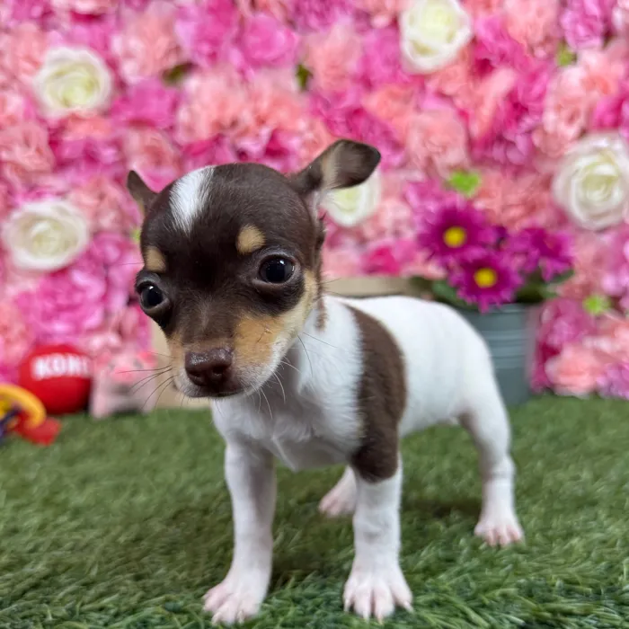 Female Taco Terrier (Toy Fox/Chi) puppy named Chica for sale at Pet Express Braintree.