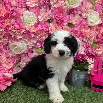 Male Mini Sheepadoodle Puppy for Sale in Braintree, MA