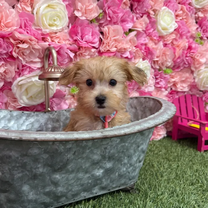 Male Morkie Puppy for Sale in Braintree, MA