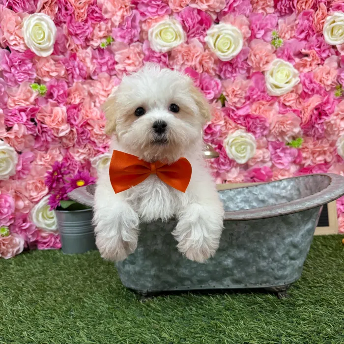 Male Havamalt puppy named Coconut for sale at Pet Express Braintree.