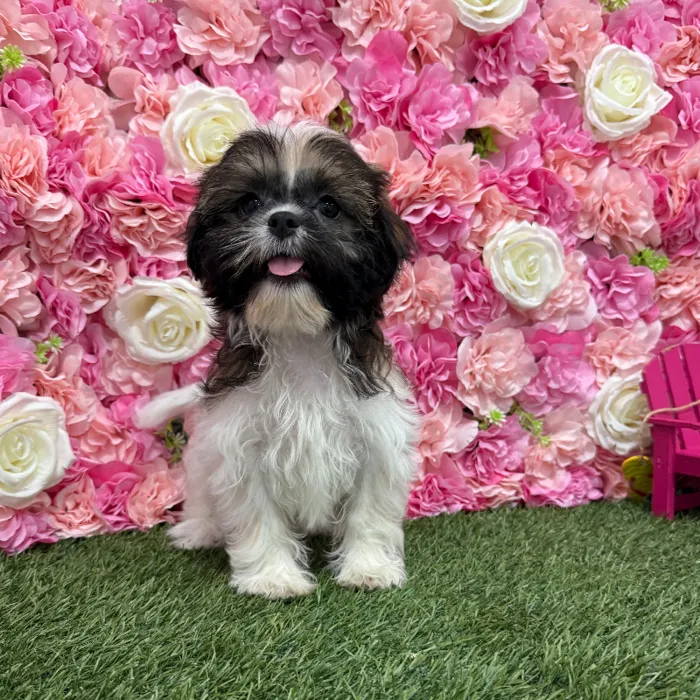 Female Shih Tzu Puppy for Sale in Braintree, MA