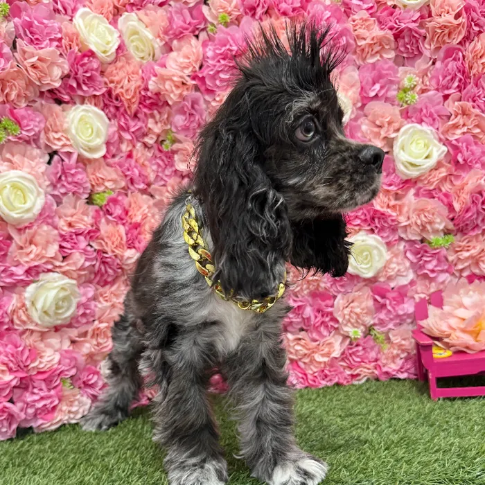 Male Cocker Spaniel Puppy for Sale in Braintree, MA