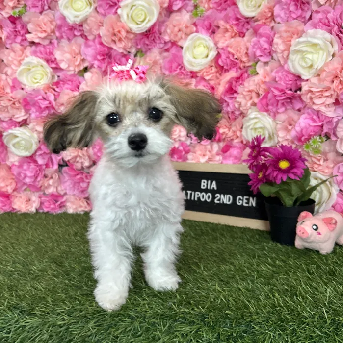 Female Malti-Poo 2Nd Gen puppy named Bia for sale at Pet Express Braintree.