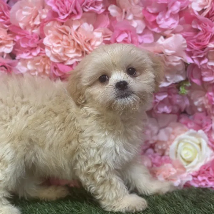 Male Lhasa-Poo Puppy for Sale in Saugus, MA