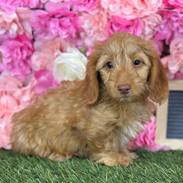 Male Dachshund puppy named Sonny for sale at Pet Express Saugus.