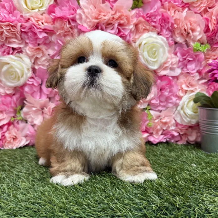 Male Lhasa Apso Puppy for Sale in Braintree, MA