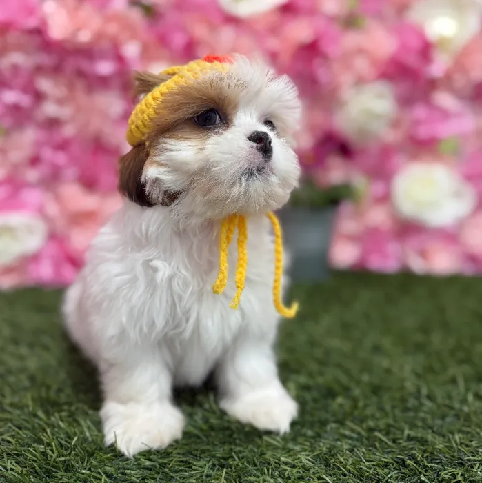 Female Lhasa Apso Puppy for Sale in Braintree, MA