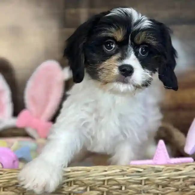Female Cavanese Puppy for Sale in Saugus, MA