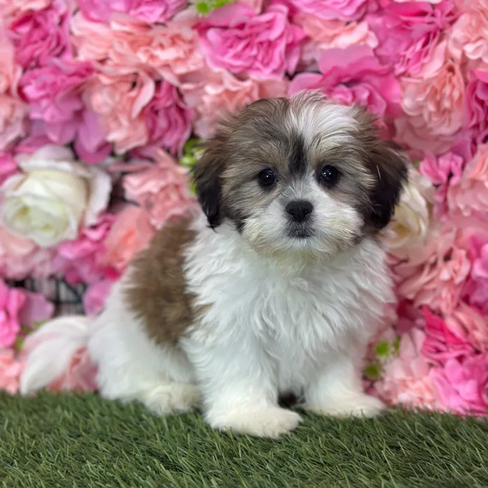 Female Teddy Bear (Zuchon) puppy named Tortuga for sale at Pet Express Saugus.