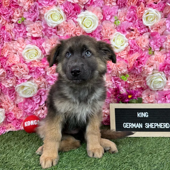 Male German Shepherd Dog puppy named King for sale at Pet Express Braintree.