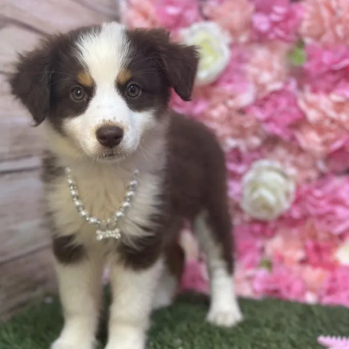 Female Australian Shepherd Puppy for Sale in Saugus, MA