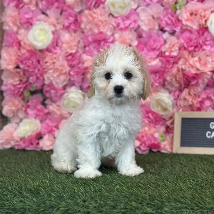 Female Cavachon puppy named Gallina for sale at Pet Express Saugus.