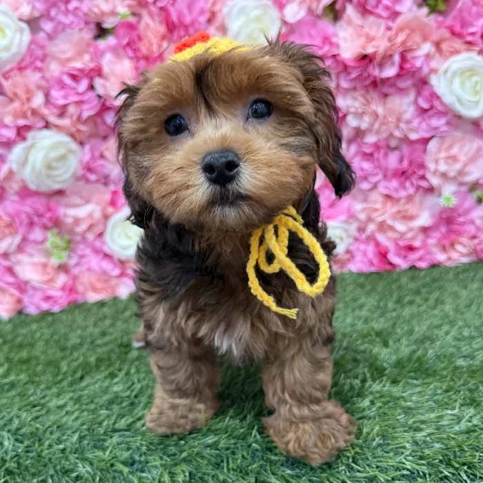 Male Lhasa-Poo Puppy for Sale in Braintree, MA