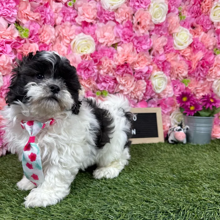 Male Teddy Bear (Zuchon) puppy named Ronaldo for sale at Pet Express Braintree.