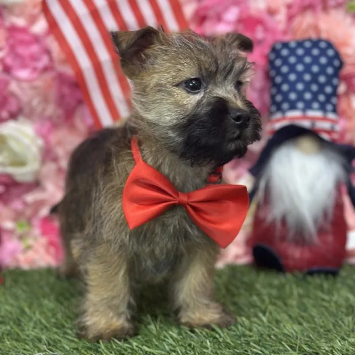 Male Cairn Terrier Puppy for Sale in Saugus, MA
