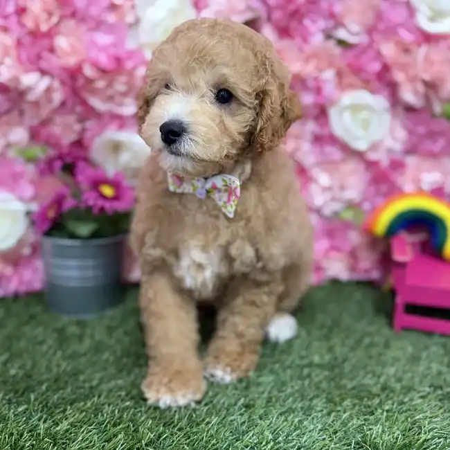 Male Poodle (MINI) Puppy for Sale in Braintree, MA