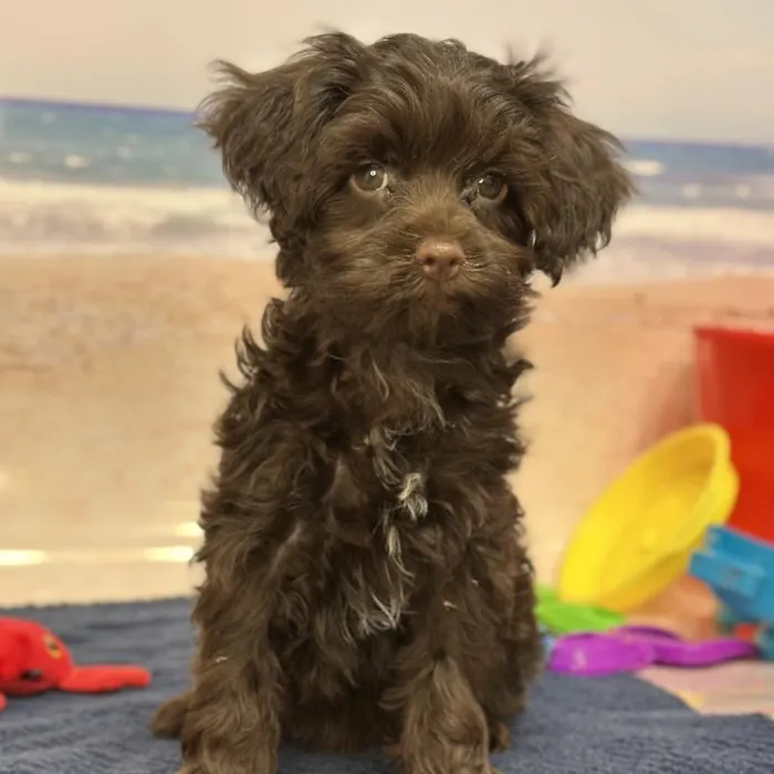 Male Havapoo Puppy for Sale in Saugus, MA