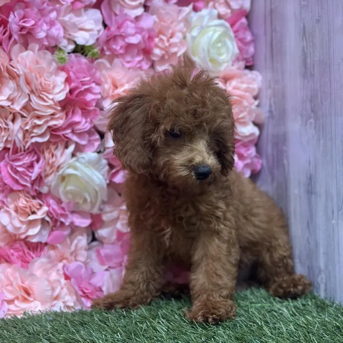 Male Poodle Toy Puppy for Sale in Saugus, MA