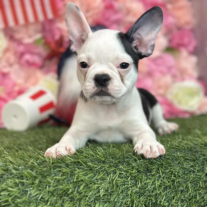 Female Froston Puppy for Sale in Saugus, MA