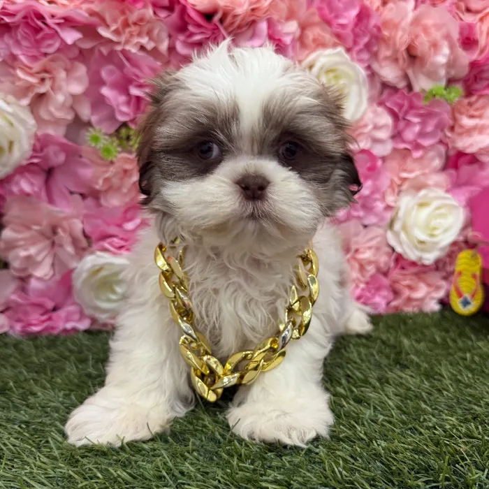 Male Shih Tzu Puppy for Sale in Braintree, MA
