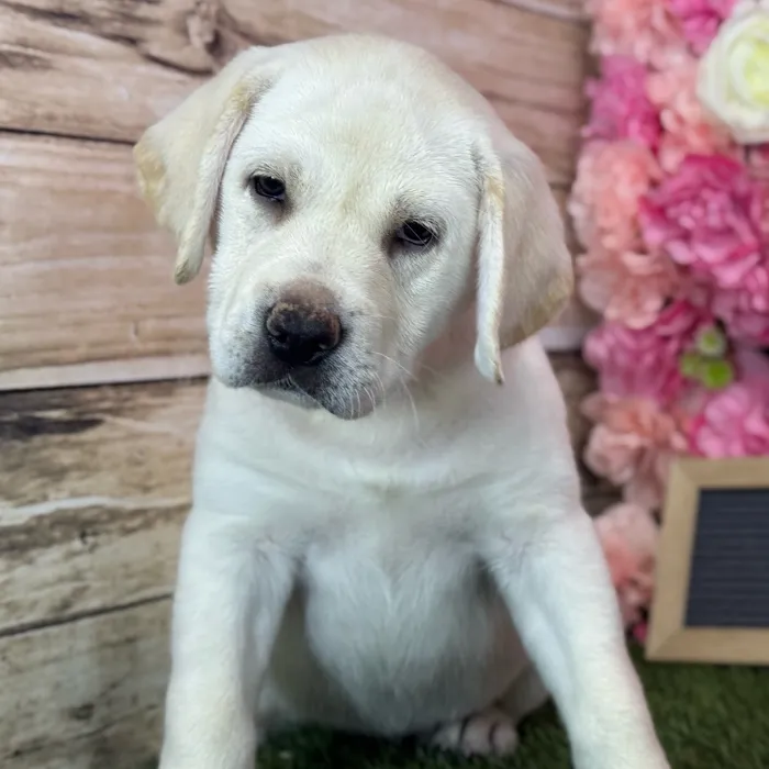 Female Labrador Retriever puppy named Luna for sale at Pet Express Saugus.