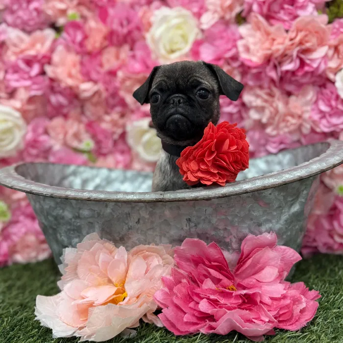 Female Pug Puppy for Sale in Braintree, MA