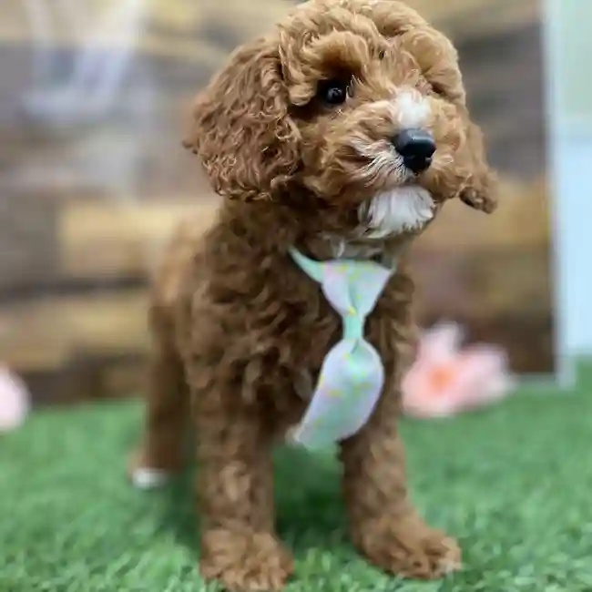 Male Poodle Moyen (Medium) Puppy for Sale in Braintree, MA