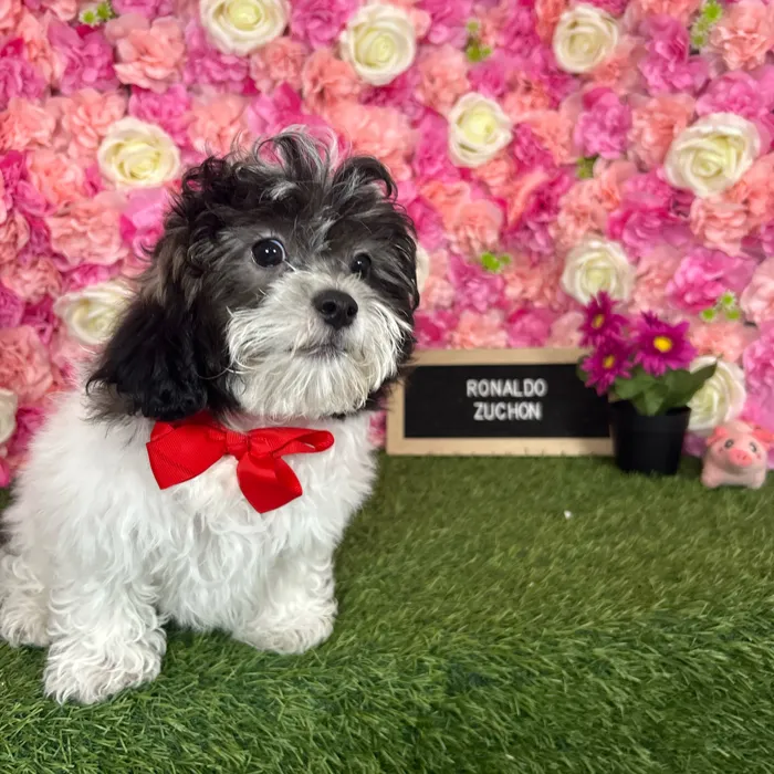 Male Teddy Bear (Zuchon) puppy named Ronaldo for sale at Pet Express Braintree.