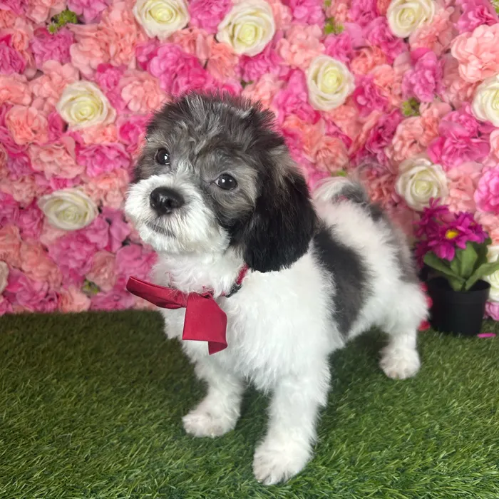 Male Teddy Bear (Zuchon) puppy named Ronaldo for sale at Pet Express Braintree.
