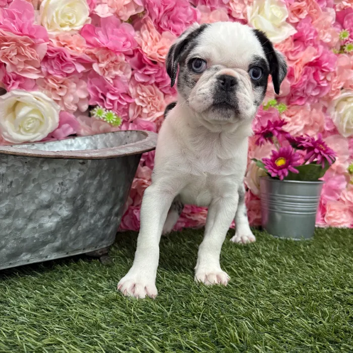 Female Pug Puppy for Sale in Braintree, MA