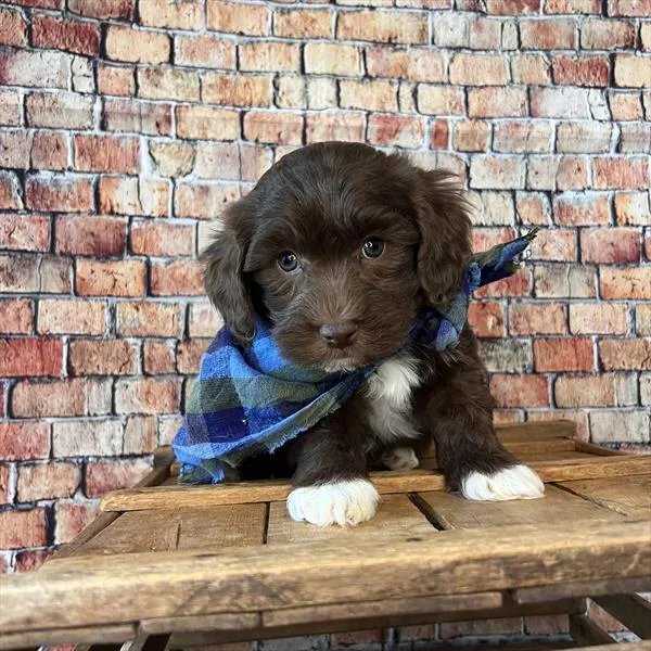 Male Havapoo puppy named Prince for sale at Pet Express Saugus.