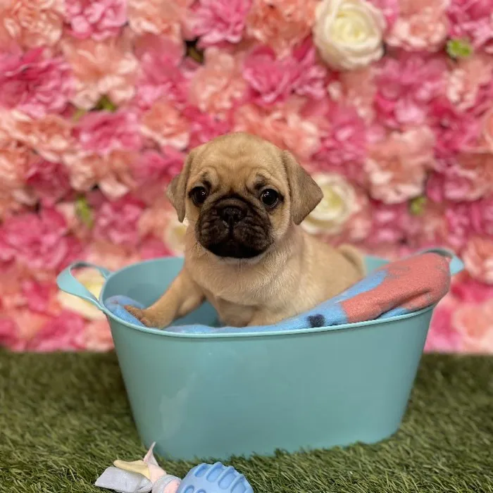 Male Pug Puppy for Sale in Saugus, MA