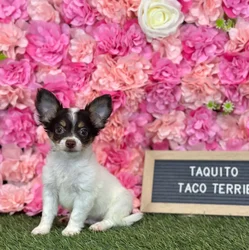 Male Taco Terrier (Toy Fox/Chi) puppy named Taquito for sale at Pet Express Saugus.