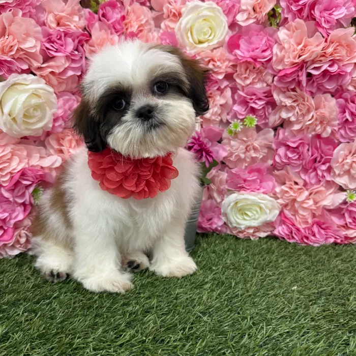 Female Shih Tzu Puppy for Sale in Braintree, MA