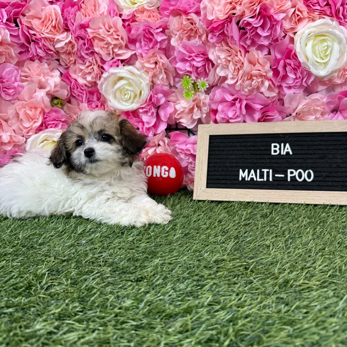 Female Malti-Poo 2Nd Gen puppy named Bia for sale at Pet Express Braintree.