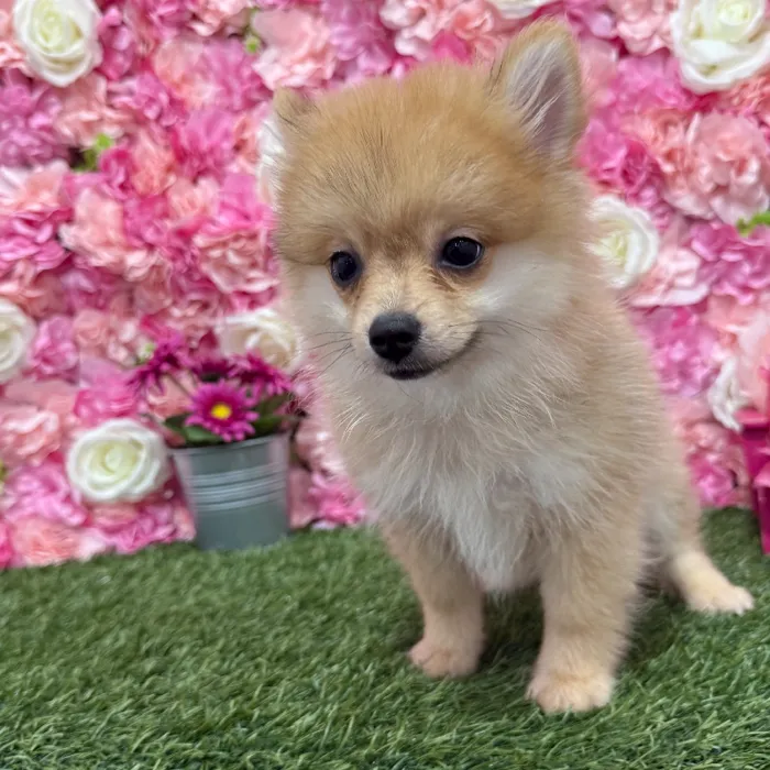 Male Pomeranian Puppy for Sale in Braintree, MA