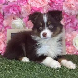 Male Toy Australian Shepherd puppy named Ozzy for sale at Pet Express Saugus.