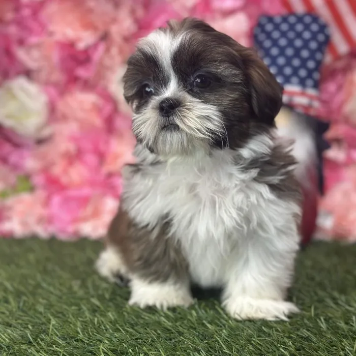 Male Shih Tzu Puppy for Sale in Saugus, MA