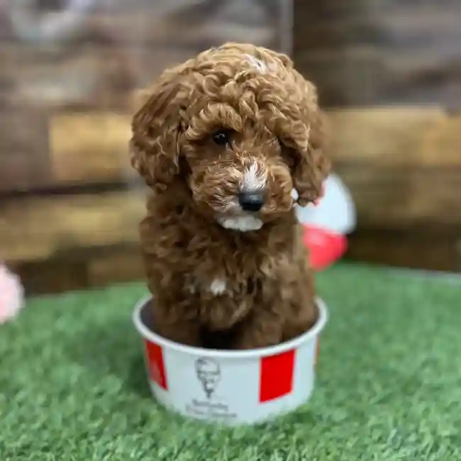 Male Poodle Moyen (Medium) Puppy for Sale in Braintree, MA
