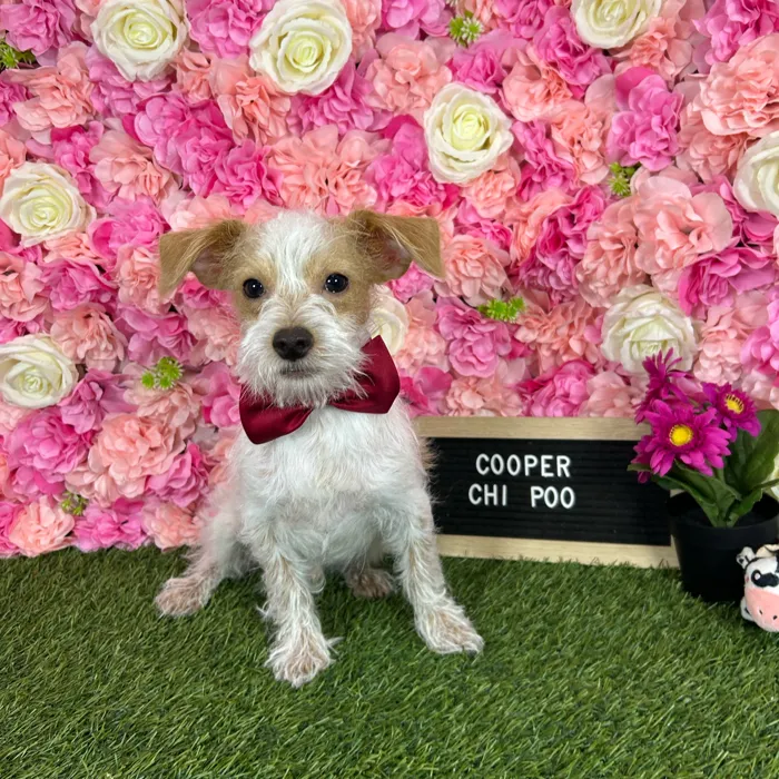 Male Chi-Poo puppy named Cooper for sale at Pet Express Braintree.