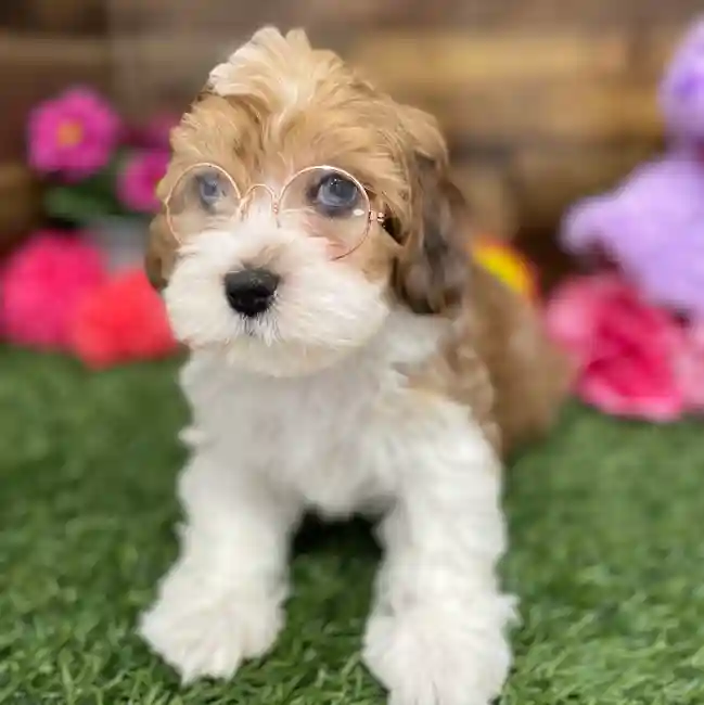 Male Lhasa-Poo Puppy for Sale in Braintree, MA