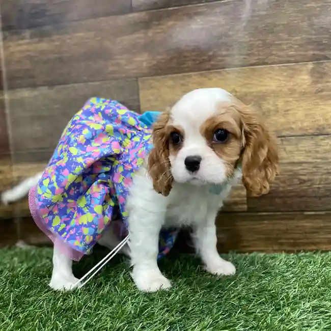 Female Cavalier King Charles Spaniel Puppy for Sale in Braintree, MA