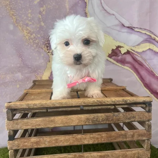 Female Havamalt puppy named Janice for sale at Pet Express Braintree.