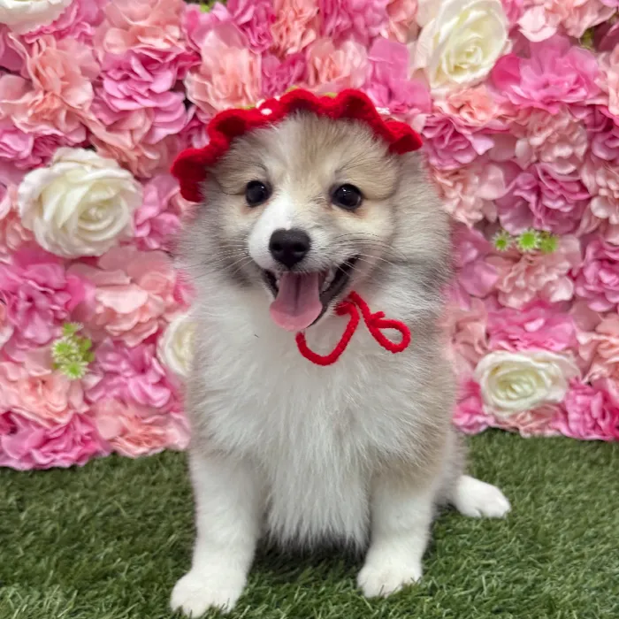 Female Pomimo Puppy for Sale in Braintree, MA