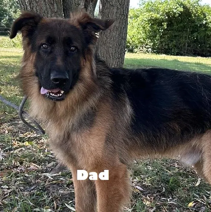 Female German Shepherd Dog Puppy for Sale in Saugus, MA