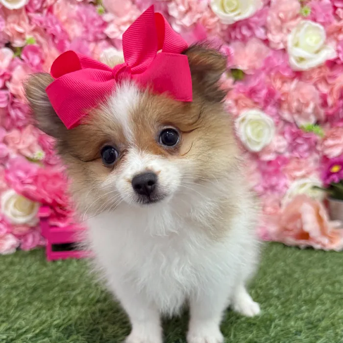 Female Pomeranian Puppy for Sale in Braintree, MA